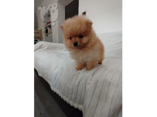 Όμορφα κουτάβια Pomeranian Spitz
